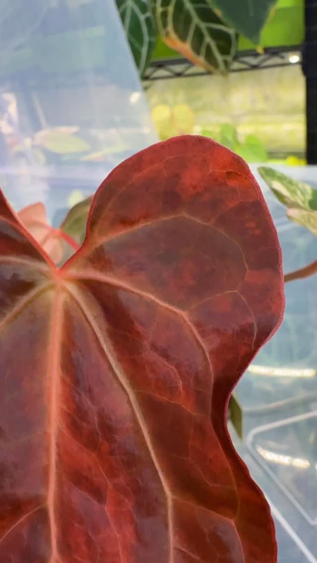 Another reel of my shaking hand 🙈
My apology.
This Black Venom died on me twice, otherwise she would have been a mother plant by now. But I am grateful, she decided to stop torturing me (or herself).
#anthuriumblackvenomvariegated #plantrehabsuccessstory #plantlife #plantimportrisks #orangevariegation