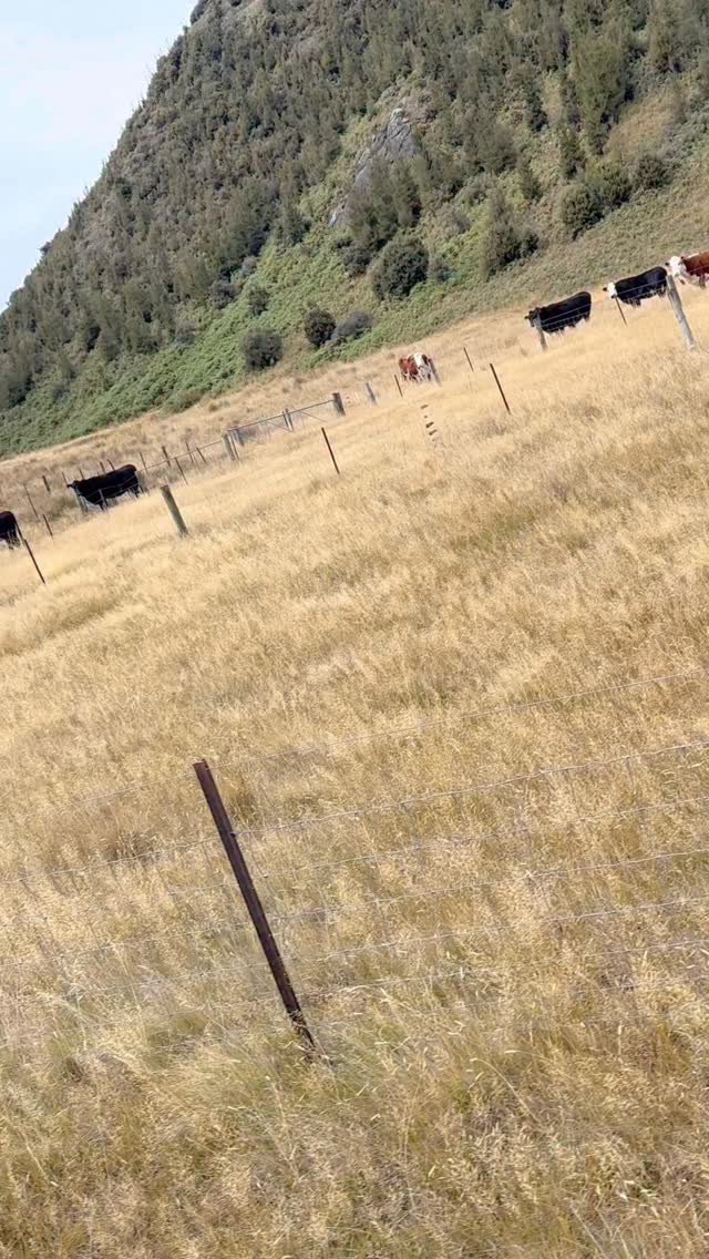 Because who doesn’t love a good canter?!! Even though this is definitely more of a gallop 🐎
Because we have a lot of Standardbreds our cantering is not very slow. They sort of go from walk to running which makes it super fun but not for the “nervous Nellies”.
However we do run in a line to keep things safe, and the guide always looks back to make sure everyone is all good.
This particular video was Summer (last years guide) and myself on a fun ride together. We both choose our favourite horse and had such a fast and fun ride to our hut. Good memories!
.
.
.
.
.
#galloping #cowgirls #runninghorse #horsetrekkingnewzealand #standardbred