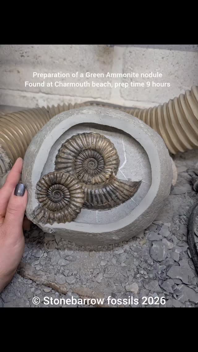 9 hours of fossil prep condensed into just over 2 mins!
Showing the preparation of a green ammonite nodule I found on Charmouth beach, Jurassic coast, UK.
These nodules almost always contain a ammonite or, if you're lucky - 2 of them. But you never know what's hiding inside until you begin investigating!
I was very lucky with this one as it had a lovely big Androgynoceras Lataecosta ammonite hiding inside along with a second one.
I used pneumatic fossil preparation pens and iron powder abrasive to prepare this. The abrasive work all takes place in a blast cabinet which has powerful extraction.
#fossil #ammonite #jurassiccoast #fossilpreparation #nodule