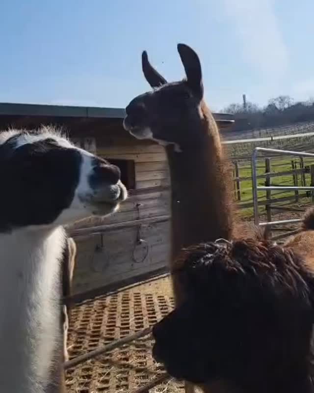 🤗
Gestern fragten uns die Gäste, was Lamas für Töne von sich geben!📢
Das beantworten wir doch gerne ☝️ mit akustischem Beispiel! 😁
Lamas sind wahre Kommunikationskünstler.
🤎 Danke Karl, für die perfekte Ausführung…. umgangssprachlich als „Lamawiehern“ bezeichnet!
….und danke Waleska, für die Aufnahme 🎥!
Es ist eher ein hohes, schrilles Geräusch, das Lamas von sich geben, wenn sie sich bedroht fühlen oder andere warnen wollen.“
Der Laut dient dazu, die Herde vor Raubtieren wie Hunden, Füchsen oder Eindringlingen zu warnen.
Na, Karl?
War es wieder die Nachbarskatze? 😁
🫶
☝️Weitere Kommunikaionsbeispiele folgen 🦙
#selztallamas #lamas #herde
#begegnungshofselztallamas