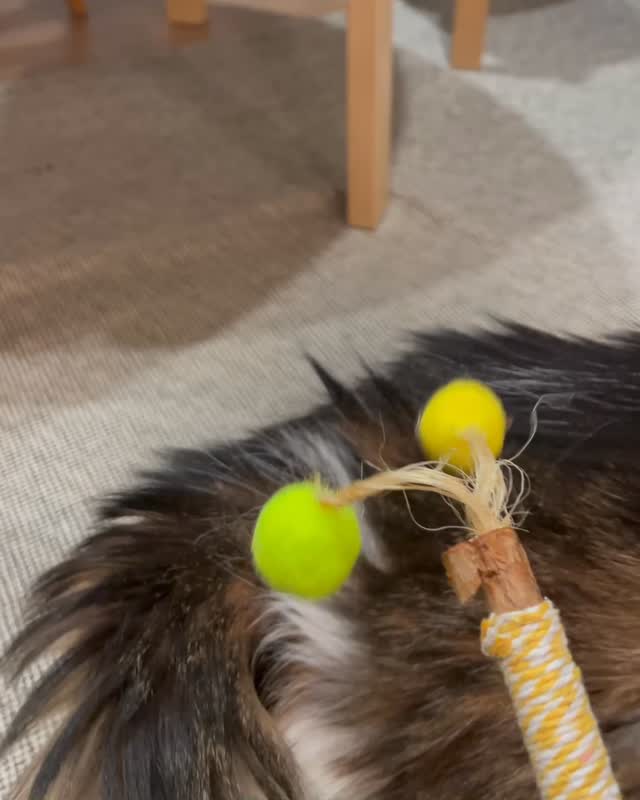 #猫のおもちゃのサブスクリプション
#キャピートイズ
#CAPPYTOYS