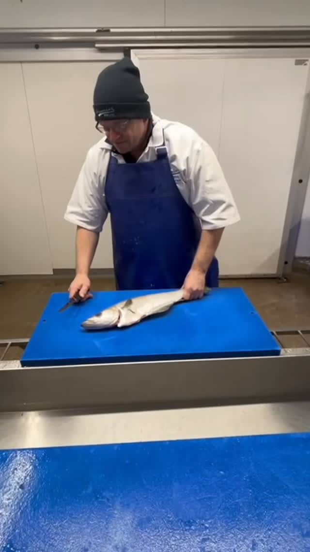 Chefs - You know, there really is no substitute for quality.
Chris was in the Premier Fish prep room today with these stunning, 1.5–2.5kg South Coast Pollock (Pollachius pollachius).
Caught by rod and line, these fish are in prime condition—no net pressure, no bruising, just pristine, pearly-white flesh and a firm, large flake.
With fantastic availability right now, they are the ultimate sustainable alternative to Cod and a true star on any menu.
Why this Pollock belongs on your station:
✅ Rod & Line Caught: The most ethical and quality-focused way to harvest.
✅ Perfect Sizing: 1.5–2.5kg fish offer excellent yield and portion control.
✅ Peak Season: Outstanding quality and availability from our local South Coast waters.
Ready to elevate your white fish offering?
☎️ 01725 513398 for today’s landing or call the office to secure your order.
#RodAndLine #SouthCoastSeafood #SustainableFish #Pollock