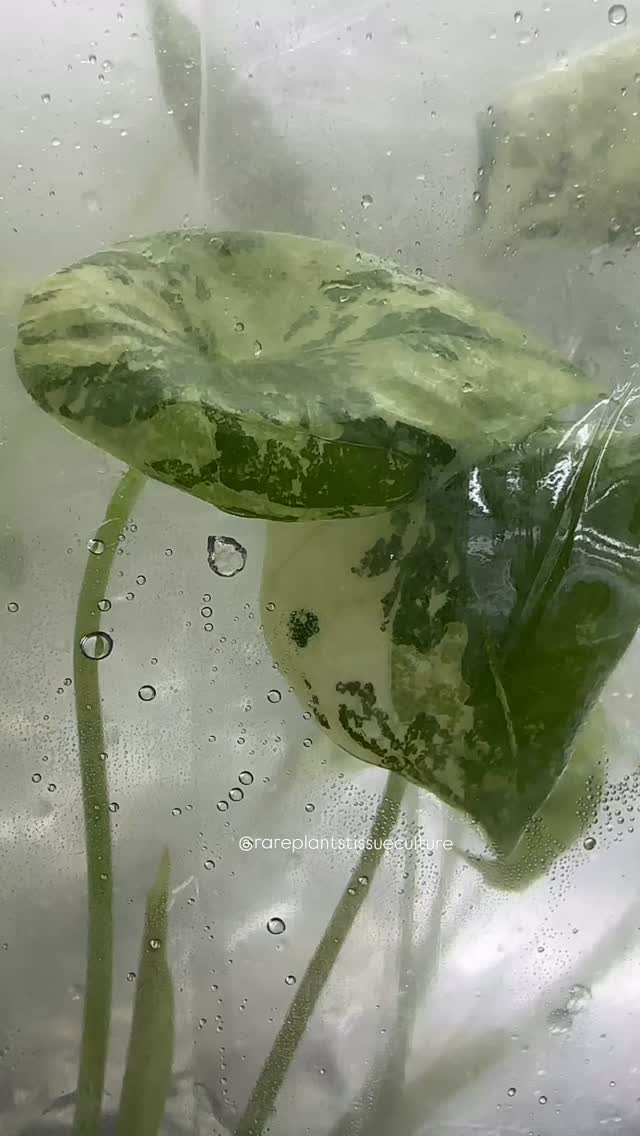 🎁 The packing continues 💝
#alocasiasinuatavariegata #variegatedalocasia #wholesale