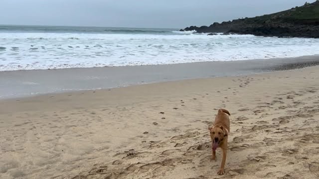Managed to get out with the Gremlin Marley this evening, was lovely to get some fresh sea air. 🌊#stives #thewildfloweredit #twe #sea #surf