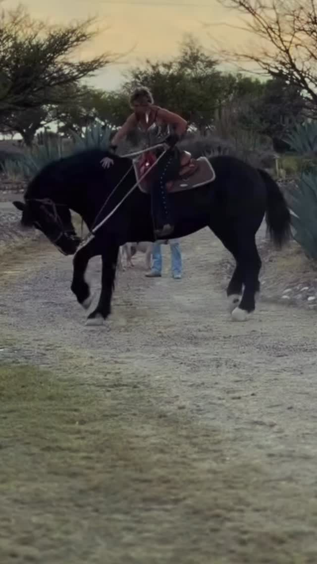 Celebrated International Women’s Day singing on top of a friend’s beautiful horse at @letthekidscookac. ✨🐎🎶
Turns out the horse had never been around loud music before… and wasn’t exactly thrilled about it.
So halfway through the moment, completely unplanned, I hopped off and finished the next song on the ground.
And honestly… what’s more Women’s Day than that?
Plans change. Things get messy. The unexpected happens.
And we keep going.
We carry the weight.
We adapt with grace.
We hold love for the people around us.
And we keep singing. 💛
Thanks @sanmiguelinsider for this video #internationalwomensday #womensupportingwomen #womeninmusic #femaleartist #femininepower strongwomen livemusic instamusic singersofinstagram musiciansofinstagram showmustgoon artistlife unexpectedmoments horselife horseback sanmigueldeallende musicinsanmiguel magicmoments