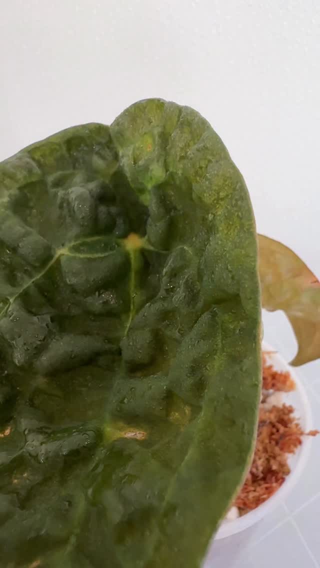 🌱🌱Fresh Import Alert 🌱🌱
Look pass beyond the yellowing leaf. This new kid just landed. Anthurium Rhinoceros. 🦏
He is acclimating like a champion, already giving a new shoot and stabilizing.
The sister clones will be available soon!
#anthuriumrhinoceros #anthuriumsofindonesia #plantimports #plantrehabjourney #plantlife