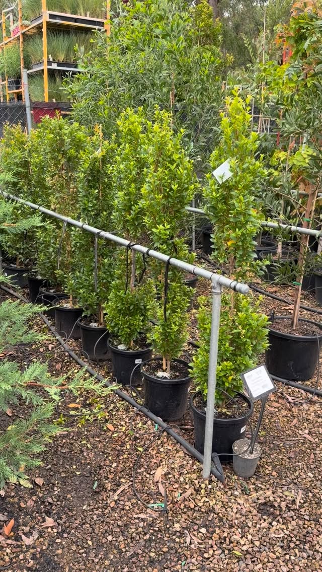 Plantmark Wantirna site updates!!
Great selection on display don’t miss out on quality advanced trees! #bundameernursery #plantmarkwantirna #plantmark #plantmarket