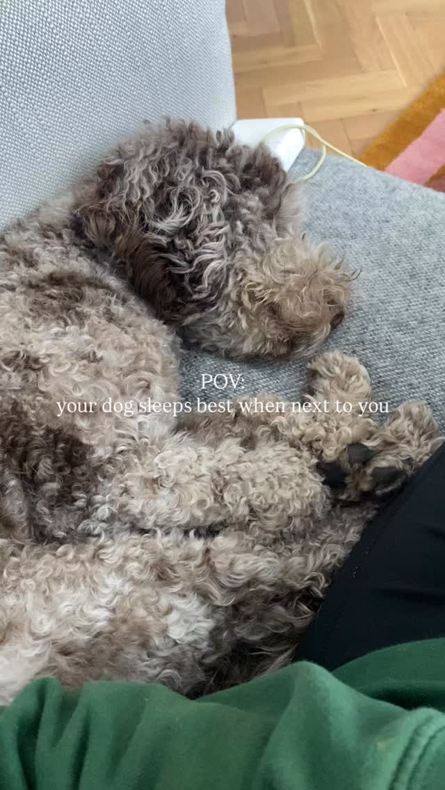 We love a wholesome girl and Yumi is certainly one 🥺
#dogsofinstagram #dogreels