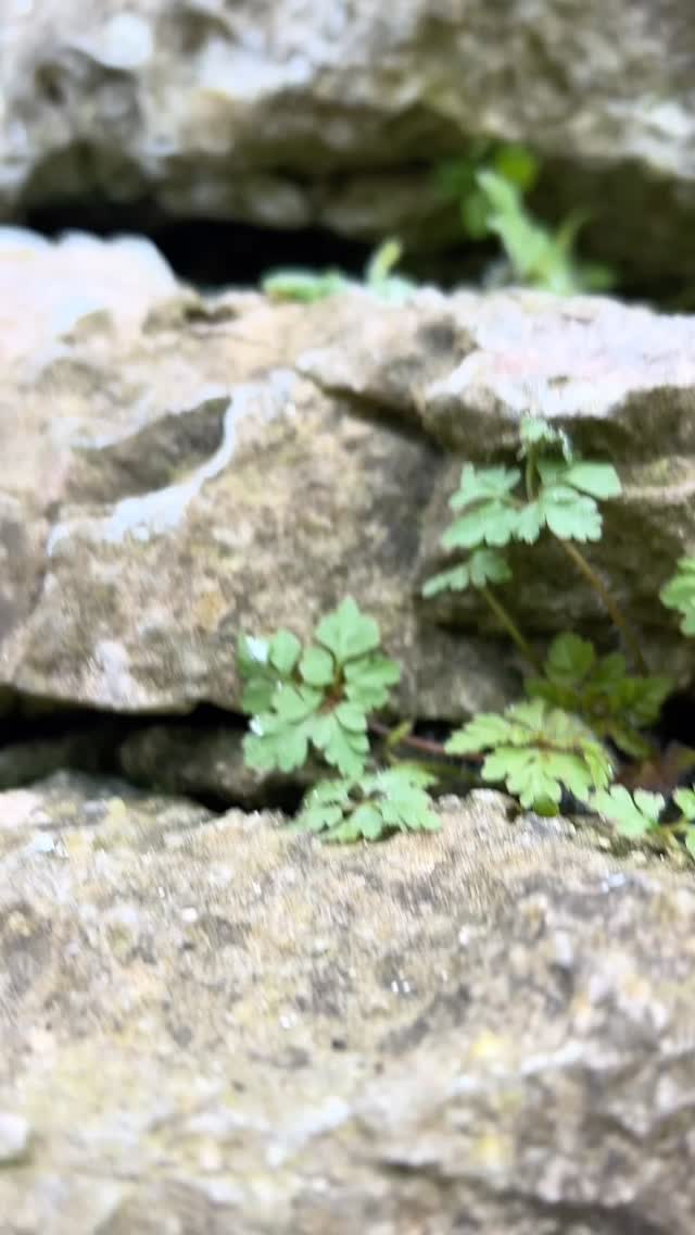 Struggling to poke a sling through a thread? Sometimes using a nut can work really well like in this example!
This particular one was an absolute pain to get out but it did its job. Someone will say those aramid slings work well for this job, they do, but only if you have one on you 😂
Placement by @mikenolanclimbing, video by me, extraction briefly attempted by me before I gave up, completed by Mike when we abbed back down 😂
#climbing #climbing_videos_of_instagram #tradisrad #whatafaff