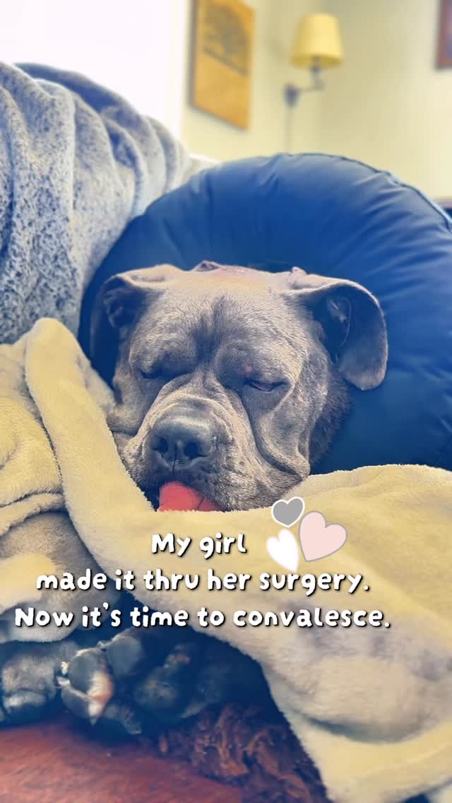 My girl is home from her surgery. Had to have 6 cysts removed. Now it’s time to recover. #dogsofinstagram #recovery #doglovers