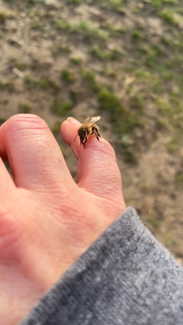 Parfois, il suffit de tendre la main… 🐝
Hier, une petite abeille tournait autour de moi.
Je sentais qu’elle cherchait quelque chose… alors j’ai simplement tendu la main.
Et là, elle s’est posée.
Elle a pris son temps.
Sa petite toilette, quelques pas tranquilles sur ma main… comme si c’était l’endroit le plus normal du monde.
Un vrai moment de vie, suspendu.
Plus de 3 minutes à partager ce calme avec elle.
À la fin, j’ai gardé le son original… son envol, juste devant la caméra, un petit au revoir bourdonnant pour clore ce moment 🐝✨
Des instants simples, vrais…
et au fond, je crois que c’est pour ça que j’aime tant cette vie💛
#abeille #instantnature #momentmagique #laviedesabeilles #lerucherdophelie