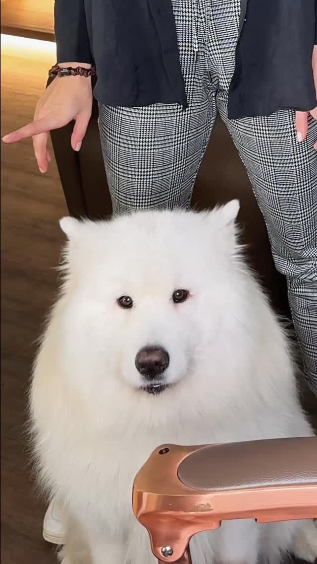 Folge uns für mehr Locken-Tipps 🥰
#naturfriseur #lockenelite #lockenfriseur #locken #wien #dog