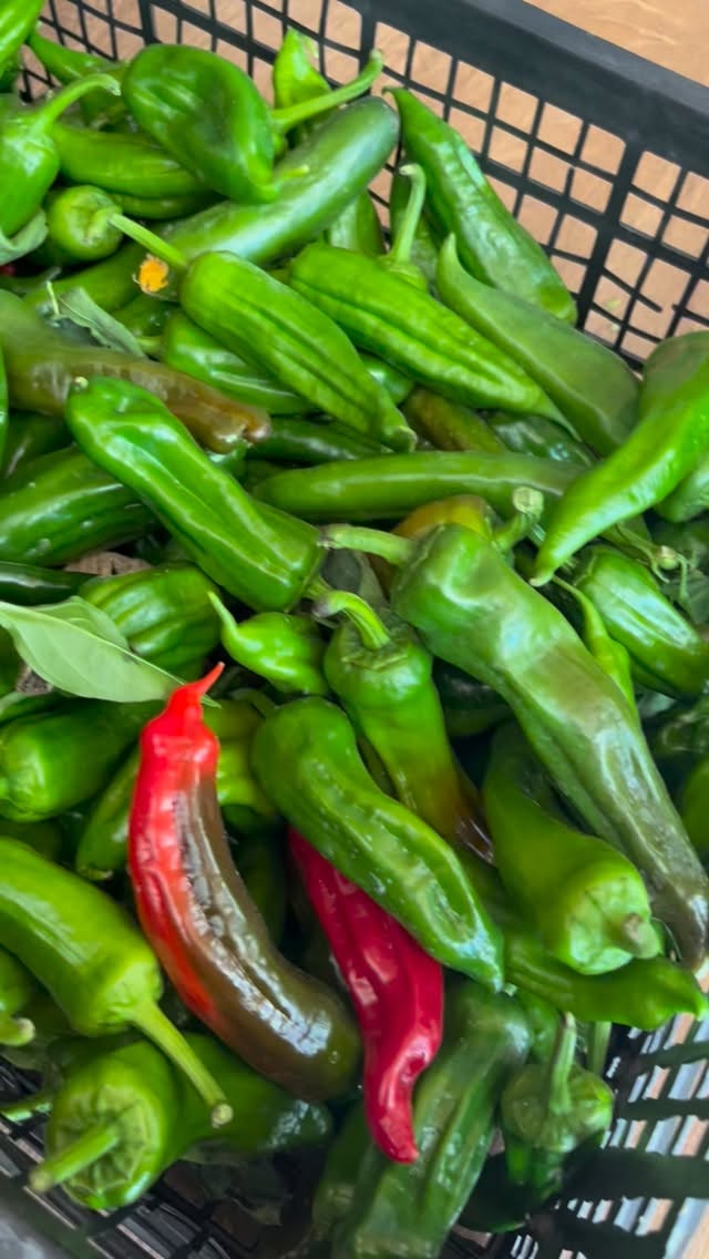 Tazeliğin sesi işte budur💚
Dalından yeni kopmuş çıtır yeşil biberler
Ortadan kırdığınız anda o mis gibi kokusu ve sesi…
Doğal, taze ve bahçeden sofranıza.
Sipariş için bize mesaj atabilirsiniz 📩
.
.
.
.
.
.
.
.
.
.
.
.
.
.
.
.
.
.
.
#sağlıklıbeslenme #sağlıklıyaşam #organik #bebekbeslenmesi #taze