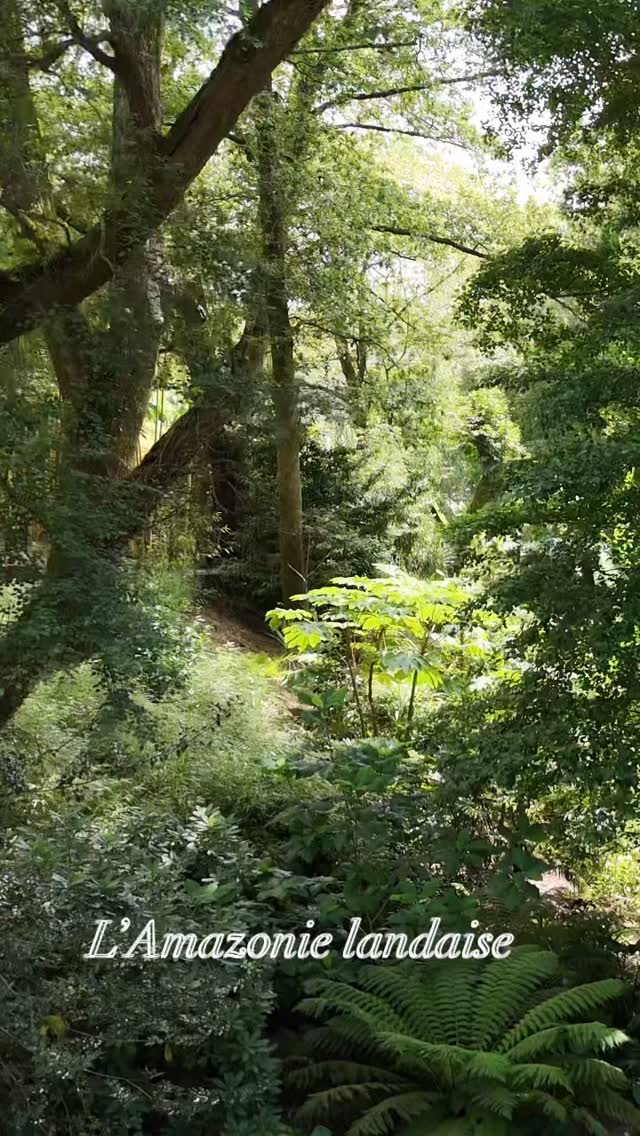 Canopée un des 8 jardins du jardin des barthes est une immersion végétale au cœur d’une forêt landaise qui transporte en Amazonie. Plantes luxuriantes, désordre végétale envoûtant sous l’ombrage d’arbres séculaires
🌱on y côtoie autant de bananiers géants que de plantes subtropicales étonnantes
🌱jardin des barthes classé remarquable ouverture le 25 avril sud des landes porte du pays basque
#jardinremarquable #garden #jardinexotique #jardin #landestourisme