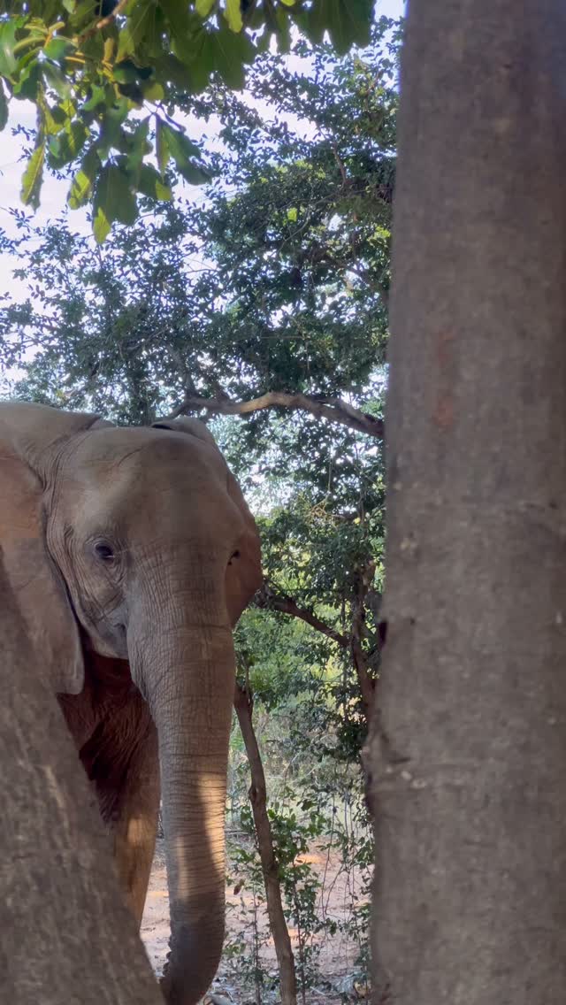 When the pathways around camp becomes an elephant trail… you know you’re somewhere special. 🐘
At Rhino Camp in Matusadona, elephants wander calmly through camp, appearing between the trees and strolling past the rooms as if they’ve always called this place home.
It’s wild and It’s thrilling. Moments like these are the true luxury of the wild - unfiltered, unhurried, and unforgettable.
#IsithombeSafaris #RhinoCamp #Matusadona #LakeKariba #ElephantMoments
