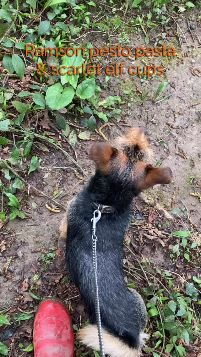 The perfect spring walk with Billy to gather lunch while my tyre was being replaced (second blown tyre due to potholes 🤨)!
So simple and one of our regular ‘go to’ meals… ramson pesto pasta, using toasted flaked almonds to replace expensive pine nuts. I was lucky enough to find a few scarlet elf cups to add, which I lightly pan fried along with some ramson flower buds. I’ll be back for more flower buds later, for pickling.
I love this spring staple!
#foraging #cornwall #spring #plants #getoutside