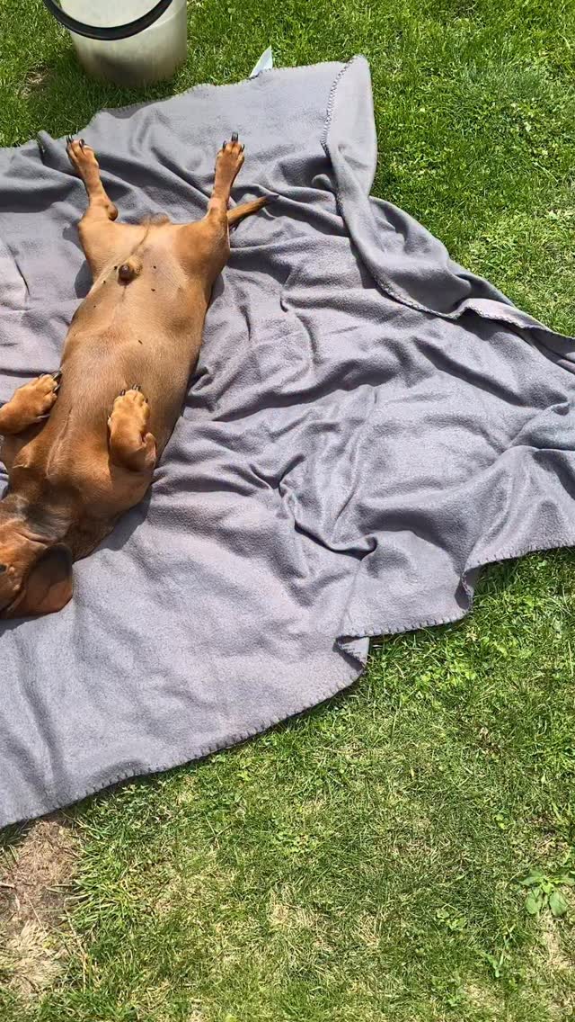 Každé z těchto zvířat nám v životě něco zanechalo.
Badík nás naučil, že i malý pes může mít obrovskou osobnost.
Badynka nám ukázala, že radost ze života nezmizí ani s věkem.
Casiri nás naučil, že někdy je potřeba i tu největší láska umět pustit dál.
A Apollo… ten nám už 10 let dává bezpodmínečnou lásku ❤️
Zvířata někdy změní náš život víc, než si uvědomujeme.
Jaké zvíře změnilo život vám?
#psilaska🐶❤️ #pesnejlepsipritelcloveka #pesnejvernejsipritel #ctyrnohypritel #laskamactyrinohy