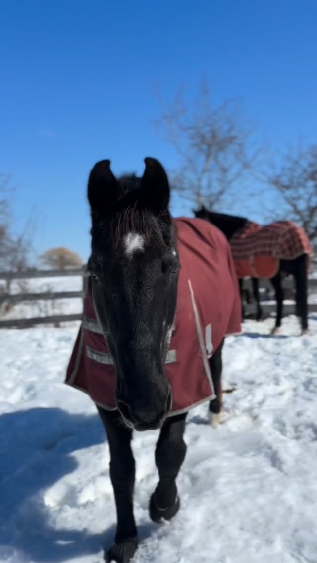 Happy horses enjoying the spring sun ☀️
Our programs will start up again shortly and while these boys are keen to meet some new kids, they are very busy making the most of nap time 😴💛
🎥: Viper - Elliot - Dude - Walsh
#tufftherapeuticridingfoundation #therapeuticriding #tuffhorses #therapeuticridingprogram #registeredcharity