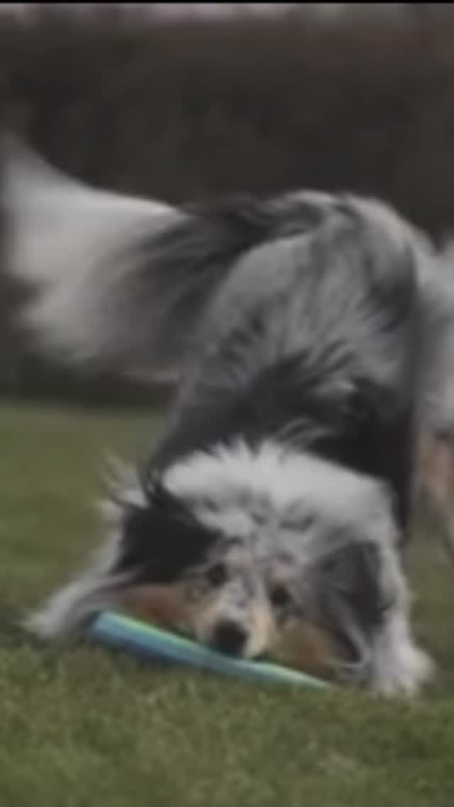 🐶 Il tuo cane sa davvero a cosa serve una pallina?
La scienza dice di sì.
Uno studio della Eötvös Loránd University di Budapest ha dimostrato che i cani non associano solo il nome di un oggetto… ma comprendono anche la sua funzione.
Quando chiedi al tuo cane di prendere la pallina, non sta semplicemente reagendo a un comando.
Sta capendo che quell’oggetto serve per giocare in un certo modo con te.
Questo significa che i cani possono creare vere rappresentazioni mentali degli oggetti, collegando parole, azioni e contesto.
Ecco perché il gioco non è solo divertimento:
è comunicazione, relazione e cognizione.
Ogni volta che giochi con il tuo cane…
stai parlando la sua lingua. 🐾
📲 Sul mio canale WhatsApp condivido contenuti esclusivi su comportamento, educazione e relazione con il cane.
Se vuoi approfondire, trovi il link al canale nel primo commento / in bio.
#cani #cinofilia #comportamentocanino #doglover #educazionecinofila 🐕