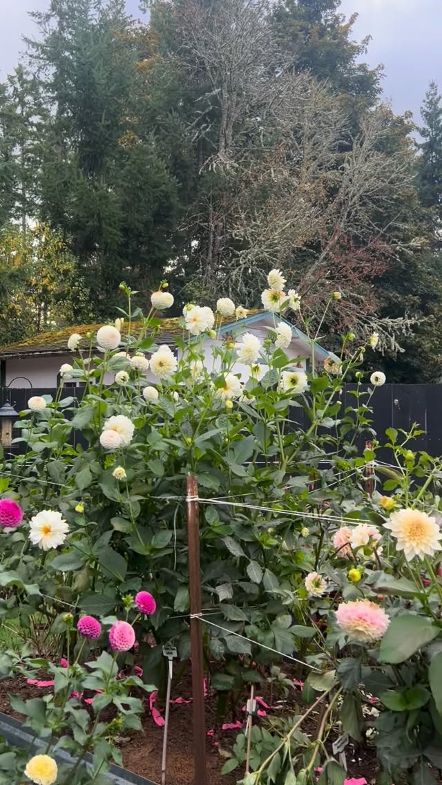 Your future flower garden starts here. 🌸
Browse the dahlias growing in my garden and find your new favorite bloom.
From my garden to yours.
Shop dahlia tubers now through the link in my profile →
pupsnblooms.com/dahlia-tubers
#dahliatubers #dahliagarden #dahlia #cutflowergarden #flowergarden