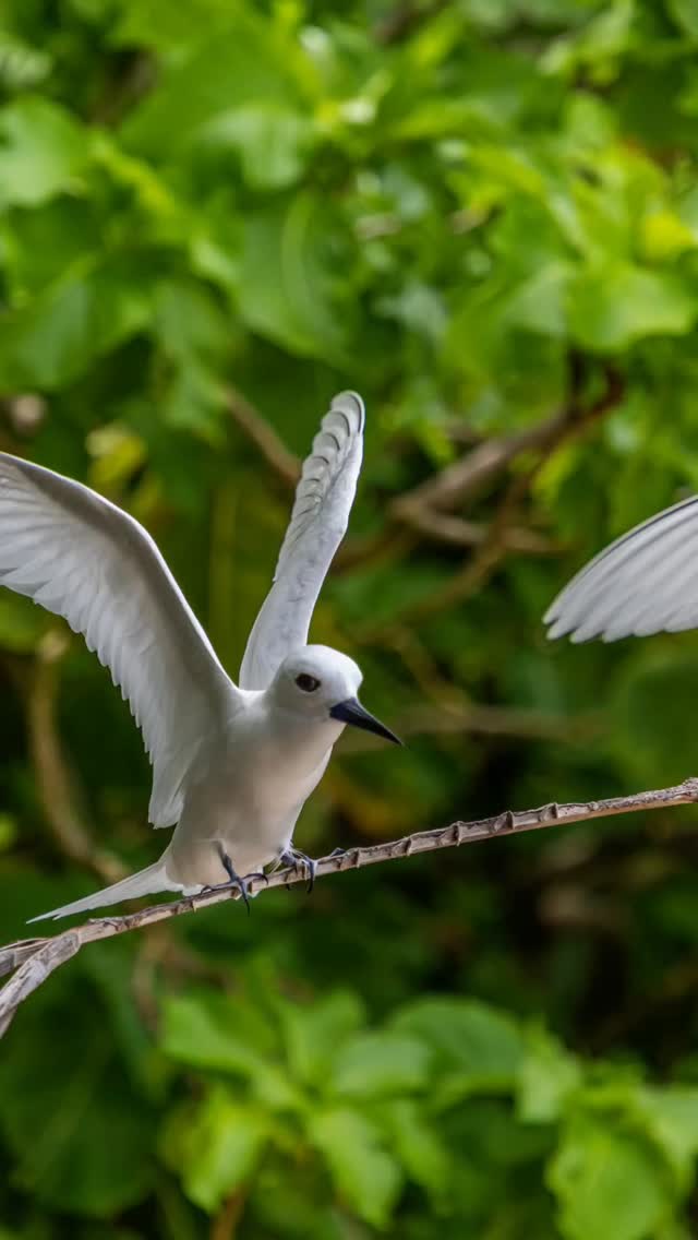 Loyalty_charter🇸🇨
#paradise #seychelles #explore #adventure #sunshinesnorkeling
