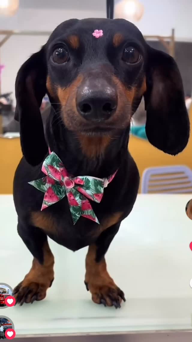 ¡Los perritos de pelo corto también son bienvenidos! 🐶✨
Así como los Salchichas, chihuahuas, bulldog francés, mestizos y muchos más con su pelito cortito, ellos también necesitan cuidados profesionales para mantener su piel sana, su pelaje limpio y reducir la caída de pelo en casa.
En Studio Grooming consentimos a cada mascota con:
🛁 Baño profundo
🪮 Eliminación de pelo muerto (deslanado)
✂️ Corte de uñas
🦷 Cepillado dental
👂 Limpieza de oídos
✨ Perfume y acabado profesional
Porque no importa el tipo de pelaje, todos los perritos merecen verse y sentirse increíbles.
Agenda tu cita por nuestro WhatsApp 6163-4227