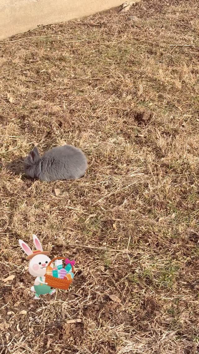 We are getting excited about our first annual Easter Egg Hunt! Come out and meet our new adoptable baby bunnies, puppies from @adoptmebluegrasspr , and hunt for eggs!