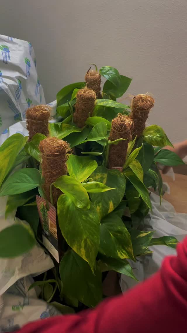 Pflanzenwand überdimensional 💚
#pflanzenwand #efeutute #indoorairquality