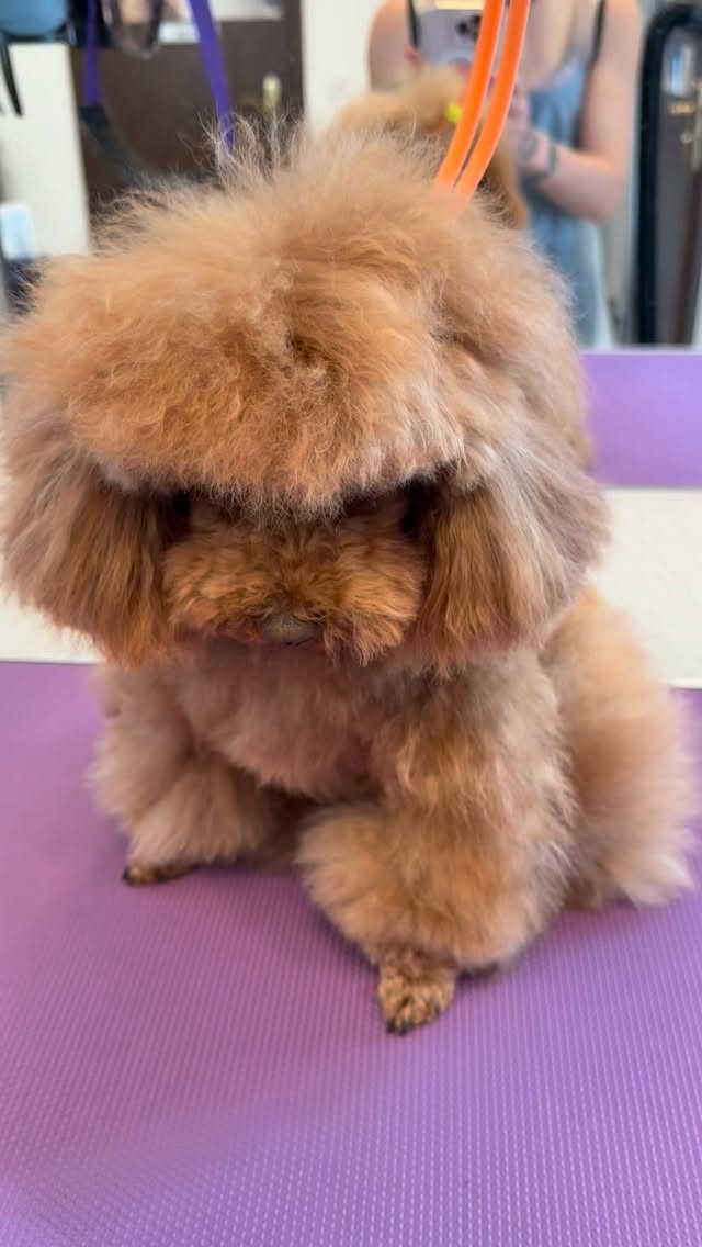 #maltese #grooming #grooming_luzern #hundesalonluzern #bolonka