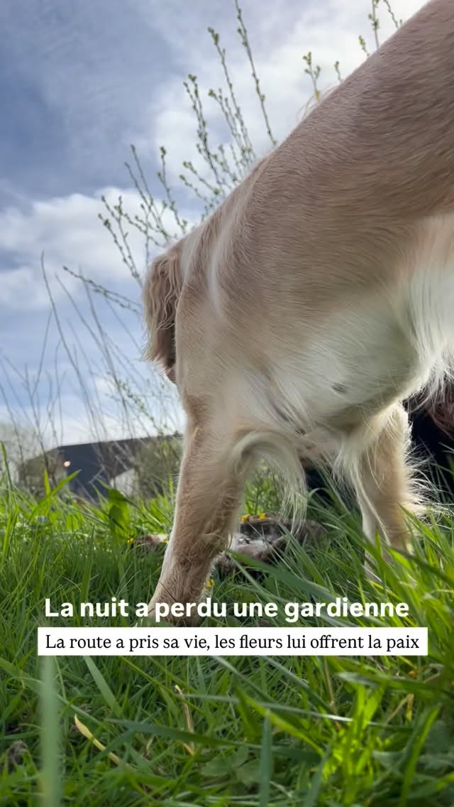 Aujourd’hui, la nuit a perdu une de ses gardiennes 🦉
Je l’ai trouvée sur le bord de la route, là où tant de vies sauvages s’arrêtent sans que personne ne les voie.
Je l’ai prise et déposée un peu plus loin, dans un endroit plus calme. Puis j’ai simplement posé quelques fleurs et pétales autour d’elle 🌼
Un geste simple, pour honorer sa vie… et sa mort.
Nos routes traversent leurs territoires.
Chaque jour, des animaux sauvages y perdent la vie.
Prenons soin du vivant qui partage nos chemins🪽
#faune#faunesauvage#chouette#rapace#communicationanimale