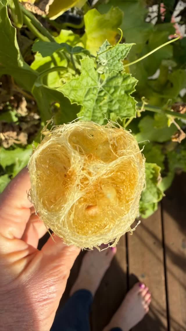 Tomorrow March 11 I will be talking luffa, roses and more on the @slowflowerssociety podcast (Beautiful Luffa workbook available @motherearthnewsmag ) #luffa