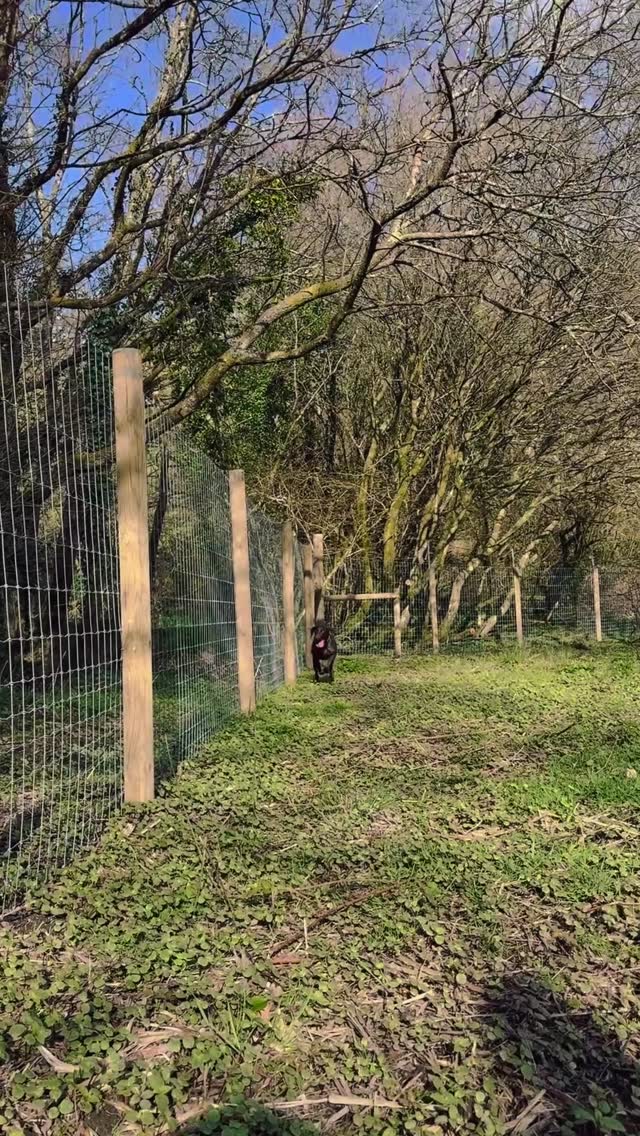 🐾 Final checks underway…
With our opening on April 1st just around the corner, we’re doing the last few perimeter checks to make sure everything is perfect, safe, and ready for your dogs to enjoy.
Today’s inspection officer was Bambi 🐶, who has been busy patrolling the fence line and making sure every corner meets her very high standards. She has recommended a few final improvements… which of course we are implementing immediately!
We’re so close now, and we genuinely cannot wait to welcome you and your dogs through the gates very soon.
Thank you to everyone who has supported us so far — the excitement is building and we’re nearly there!
🐕 Opening April 1st
🐾 Safe, private dog walking
🌲 Woodland adventures await
See you very soon.
#K9Walks #DogWalkingField #SecureDogField #DogWalkingCornwall #DogFriendlyCornwall DogLife DogAdventure HappyDogs CornwallDogs DogFreedom SafeDogWalking WoodlandWalk DogOwners DogWalking DogFieldHire OpeningSoon April1st Bodmin Cornwall