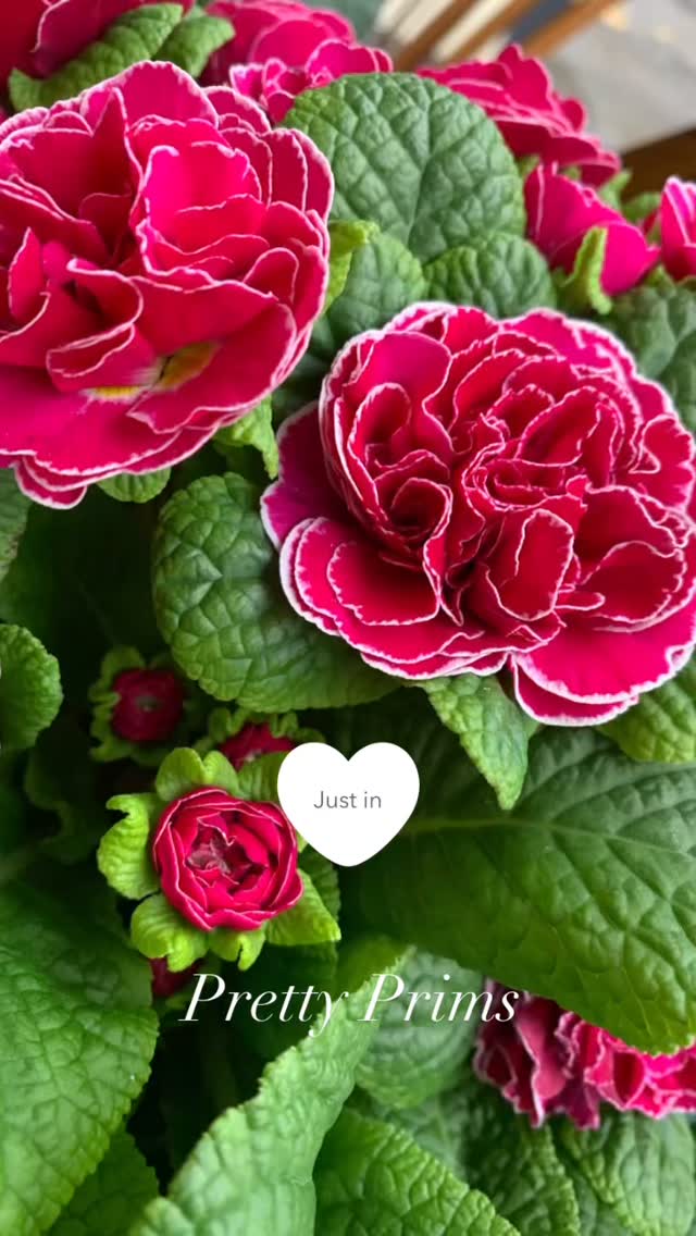 I raided the nursery today and spent an absurd amount on plants that the shop definitely doesn’t have! Had to have those primroses though. A splash of colour for another gloomy day.
No brainer Mother’s Day gifts though right??
#rossonwye #mothersdaygifts #primroses #visitrossonwye