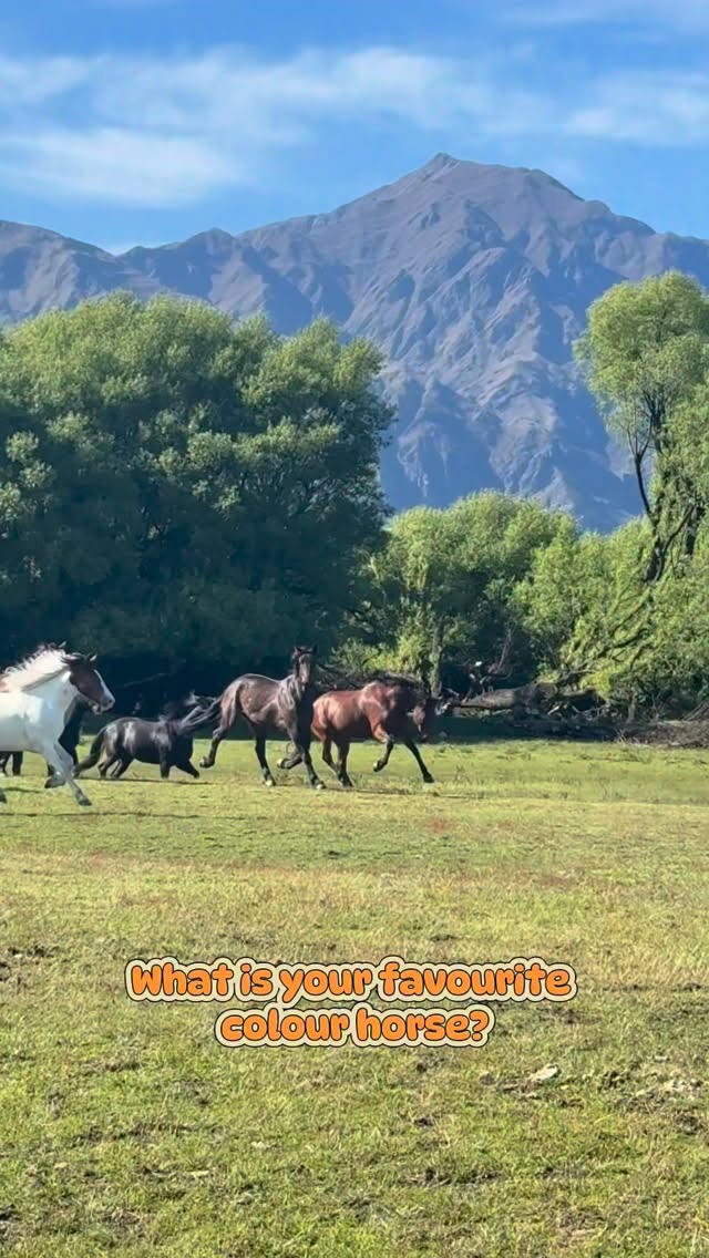 Whats your favourite horsey colour?!
Mine would absolutely be Palomino obviously 😏
Some people that come on a ride say “You must like brown horses” and I laugh because it seems like that but thats just the colour most Standardbreds come in; 50shadesofbrown 😆
At the end of the day you choose a horse for its experience, character, and body composition but we are allowed to have our dream colour right??
.
.
.
.
.
#horselove #horsesofinstagram #runninghorses #horseriding #equinelife