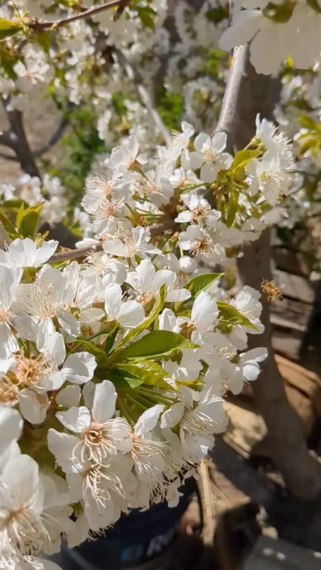 We did it. We made it through the darkness and back into the light. ☀️🌷✨
Spring is upon us, and with it comes longer days, fresh energy, and a gentle reminder that renewal is always possible.
Happy Spring Equinox.