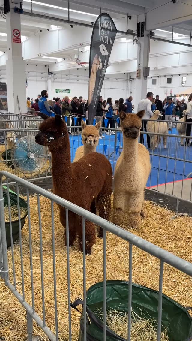Attimi delle giornate passate con i nostri alpaca durante la valutazione del giudice peruviano Jose Berdejo ✨
Con il cuore colmo di gratitudine per gli splendidi risultati ottenuti ritorniamo ora a lavorare dietro le quinte per continuare costruire il nostro progetto allevatoriale, giorno dopo giorno 🌸
#alpaca #alpacasofinstagram #alpacalover #alpacashow