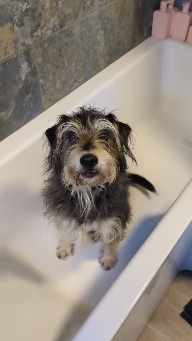 Bath time for Bertie! He hates baths, but he did really well.
How did I do @maisieecross ?