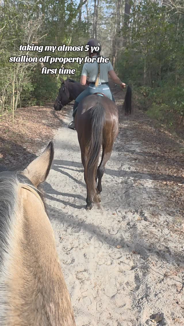 Ive never rushed him through his education both on the ground and under saddle. I've never put him in situations where he was over faced or over worked and have always made things fun. A horse will only ever be as great as you allow them to be and my goal with him has always been to be a friend and facilitator of his excellence. He doesn't need me to help him be better, he has always been amazing! My role is always to show up for him so that he enjoys every moment of what we do together.
#stallion #dressagehorse #prehorse #purarazaespañola #pocequestrian