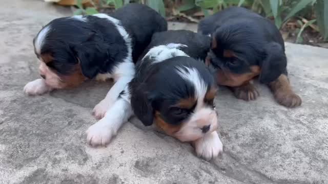 Golden sunshine, wagging tails, and a day that felt a little magical.
The Tinkerpups crew had a grand day out today, soaking up the fresh air, exploring new sights, and enjoying every moment together. With *A Thousand Years* playing in the background, it felt like one of those slow, sweet days you wish you could bottle up forever.
Happy pups, full hearts, and a reminder that the best adventures are the simple ones shared together.
.
.
.
#Tinkerpups #granddayout ut #puppyadventures #californiainthespring