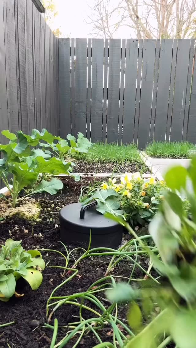 Only gardeners, gardeners, know this feeling… when the seedlings pop out in one perfect block & the tray flips clean… BLISS
Spinach loving life in the veggie patch / garden