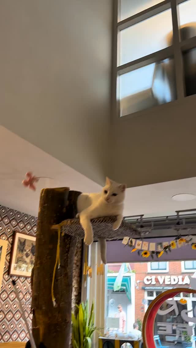 Bedankt dat jullie altijd zo lief en voorzichtig met onze katten omgaan
Door deze DOs & DON’Ts te volgen blijft het café een veilige, rustige plek voor iedereen — vooral voor onze katten.