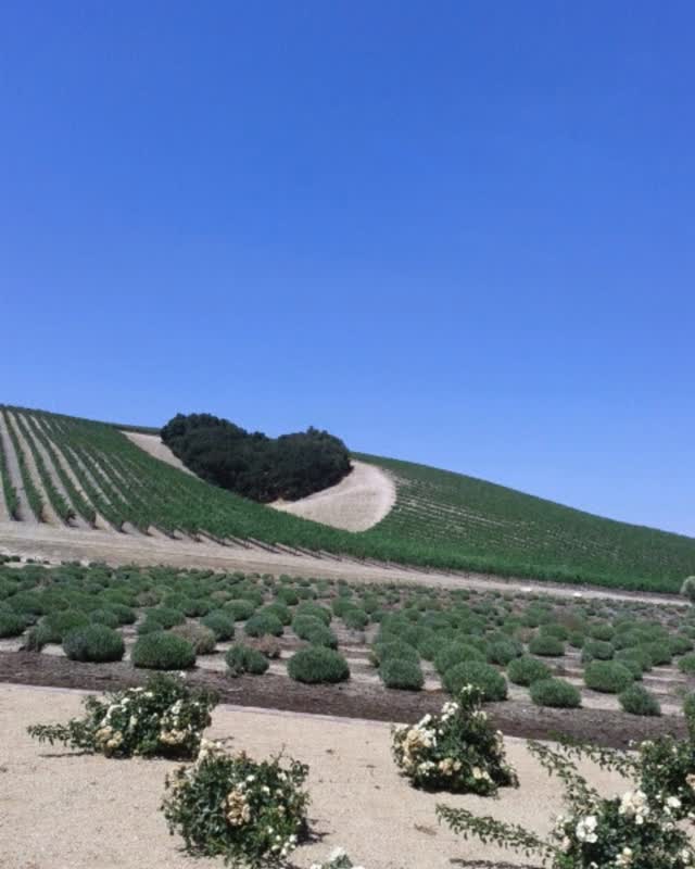 One of the biggest mistakes first-time California wine travelers make is trying to visit too many wineries in one day.❌
We see itineraries with 4 or even 5 stops. It sounds fun but in reality it becomes rushed, exhausting, and you miss what makes wine country special.
A better approach is planning two wineries per day with time for lunch and exploring nearby towns. Wine country trips are meant to be enjoyed slowly. When you give yourself time, you discover better wineries, meet great people, and enjoy the experience far more.🥂
🔖Save this for when you start planning your California wine trip. #winetravel #napavalleytrip #sonomawinecountry #californiawinetravel #winetripplanning