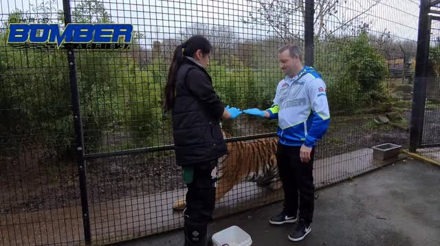👀 Usually ride for the Tigers… the other day I fed one instead 🐅💣
From one Tiger to another, I had a special feeding experience with Siberia at the Zoo.
Thanks to Hertfordshire Zoo for organising the experience as part of the Celebration of Speedway day with World Speedway Riders’ Association 👌
🎥 Team Harris ©️
#chrisbomberharris #speedway #żużel #glasgowtigers #bomber
