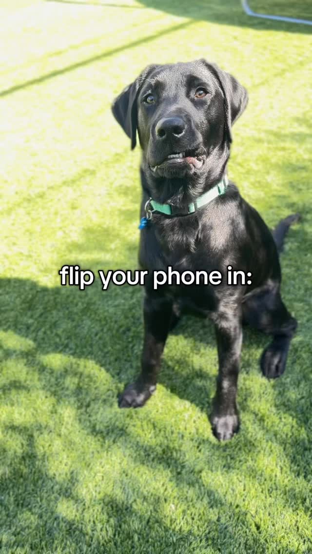 Am I your type?#mospaws #dogsofinstagram #doglovers