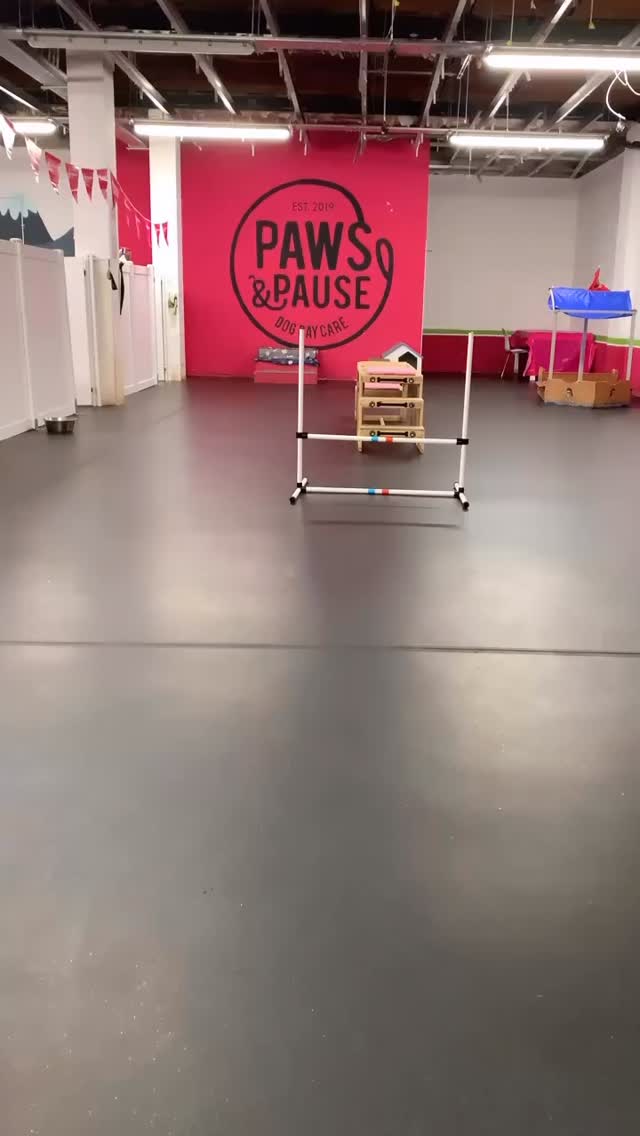 Looking for a fun, spacious, and secure place for your dog to spend their day? You’ve found it!
Our London nursery-style dog daycare features a large indoor play space designed especially for happy, active pups. Internal fencing creates safe, themed rooms for different dog groups, ensuring every dog enjoys the right environment for their size, energy level, and personality.
With plenty of room to play, explore, and relax, your dog will spend the day socialising, staying active, and having fun in a carefully supervised setting.
To come and see it for yourself, check out the link in bio to RSVP for our open morning on Saturday 21st March!
#dogdaycare #doggydaycare #londondog #positivereinforcement