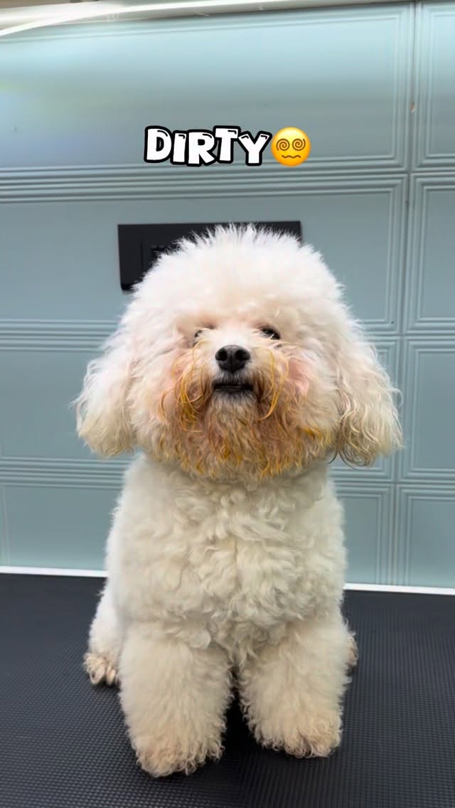 The cutest transformation everrr🐾🐩
#petstudio #trendingreels #groomer #reelsindia #dogsofinstagram
(Reelsindia,trendingreels,trendy,viralreel,doggrooming,groominginmumbai,petstudioinmumbai,versova)