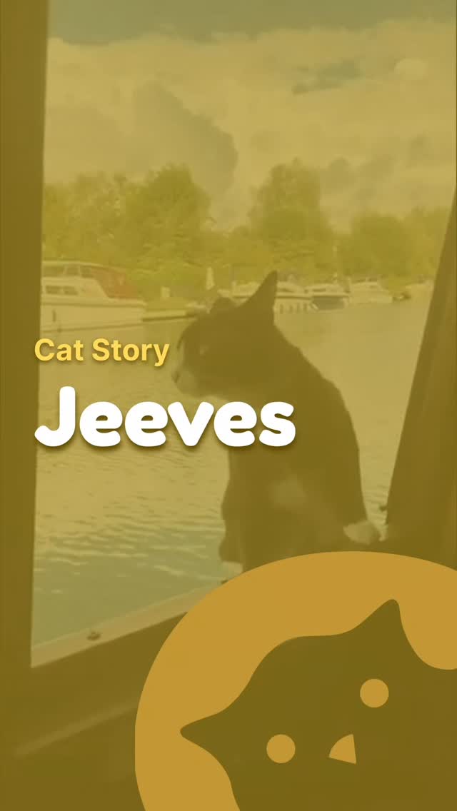 Cat Story!
Read about Jeeves, a cat that lives on a boat with humans
