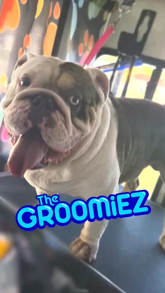 Kilo first groom with The Groomiez
#englishbulldog
#mobiledoggrooming
#doglovers
#fypage
#doggroominglife