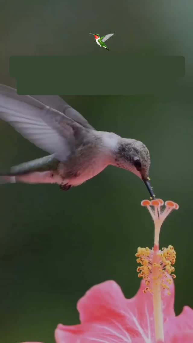 🦋 Elige una de los colibríes para saber lo que los siguientes meses te traen:
🪽1) Los primeros meses han sido de reacomodamiento, para luego entrar con mucha fuerza en todo lo nuevo que has pedido y por lo que has venido trabajando, es un año lleno de nuevas cosas tanto en lo personal como en lo laboral, más requiere de compromiso y entereza. - Arcángel Zadkiel
🪽2) Y ahora se trata simplemente de disfrutar de todo, el tiempo que viene trae para ti una energía de recalibración con tu propósito original, irás cerrando ciclos y procesos mientras lo que tu alma desea se va ordenando, calma y paciencia. ~ Arcángel Jofiel
🪽3) Es tiempo de que pongas en práctica todo lo que dices, en ti mismo y en cada situación, no puedes seguir buscando la aprobación de los demás para seguir adelante. La respuesta siempre ha estado dentro de ti, resuelve desde un espacio de aceptación y compasión contigo mismo, no más excusas ni distracciones, adelante, tu creas tu realidad, te acompaño siempre~ Tu Ángel de la Guarda.
Comenta Gracias por la guía recibida.
#infinitaezencia #ximenaheviayvaca #mensajesdeluz #111mensajesparaelalma #angelesyarcangeles