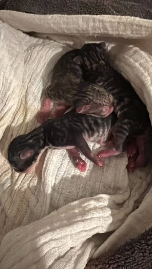 Onze faith is op dag 56 bevallen van 4 kittens. Dit is helaas weer een premature nestje. Gelukkig hebben we de ervaring van vorige keer.
Wel is natuurlijk gelijk het besluit genomen, dat dit faith haar laatste nestje zal zijn. Dit is haar 2e nestje en ze voldraagd ze gewoon niet. Dit keer was er geen stress factor en toch weer te vroeg. Maar dat is zorg voor later.
Ik heb gelijk me gesprekken van vorige keer met Annelies van Hattum doorgelezen, voor alle tips en tricks die ze me toen had gegeven. Nog altijd dankbaar voor haar kennis en bijstand die ze me gaf 🙏.
Heb gelukkig alles in huis nog, dus alles in gang gezet, gestart met sondevoeding enz.
Door de te jonge leeftijd kost drinken meer dan het oplevert qua kcal vandaar de sondevoeding ipv fles. Faith heeft door de vroeg geboorte ook geen melkproductie. Ze doet wel beter der best dit keer. Blijft erbij, maakt ze schoon, vind dat ik op moet schieten als ze piepen, wil ze warm houden. Dus daar zit verbetering in 😉 allen helaas geen melk.
Word weer erg zwaar aankomende tijd. Hopen dat de darmpjes en longen goed ontwikkeld zijn 🤞kijken of we ze er doorheen kunnen trekken. Voor nu zijn ze al iets aangekomen 💪🏻
Keep you followers posted.
#siberian_cats_lovers #siberiancat #prematur #prematurecat #escharen